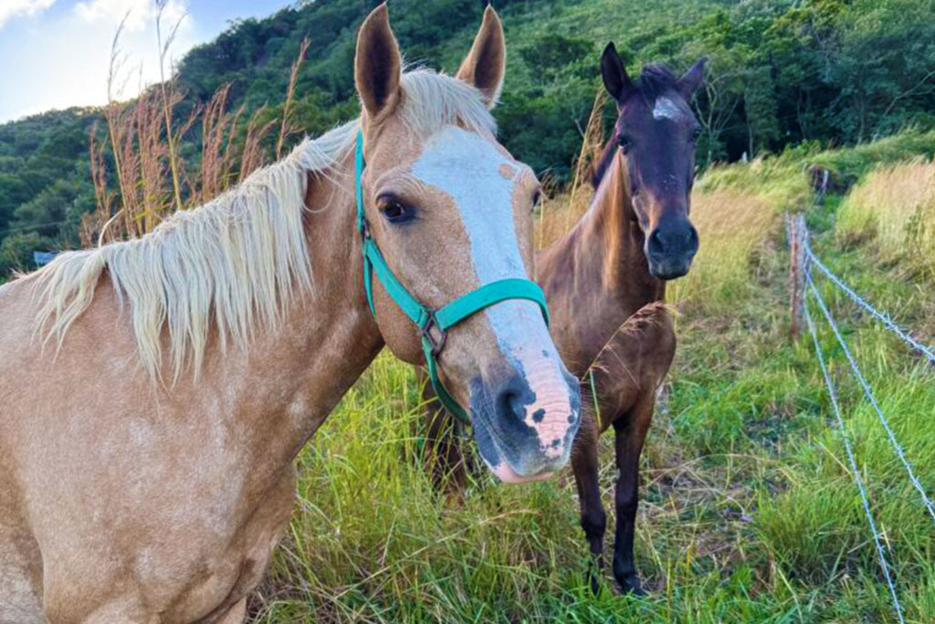 Popoyo Horse Adventures